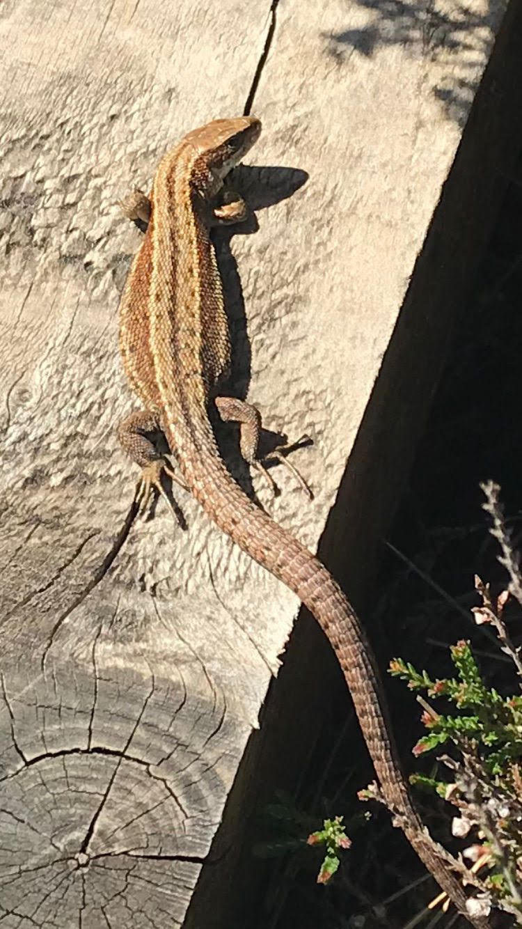 “Finding Dragons” Are there lizards on Drummin Bog??!! – Drummin Bog ...